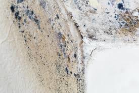 Mold Odor Removal Services in Hermosa Beach, CA